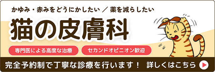 猫の皮膚科